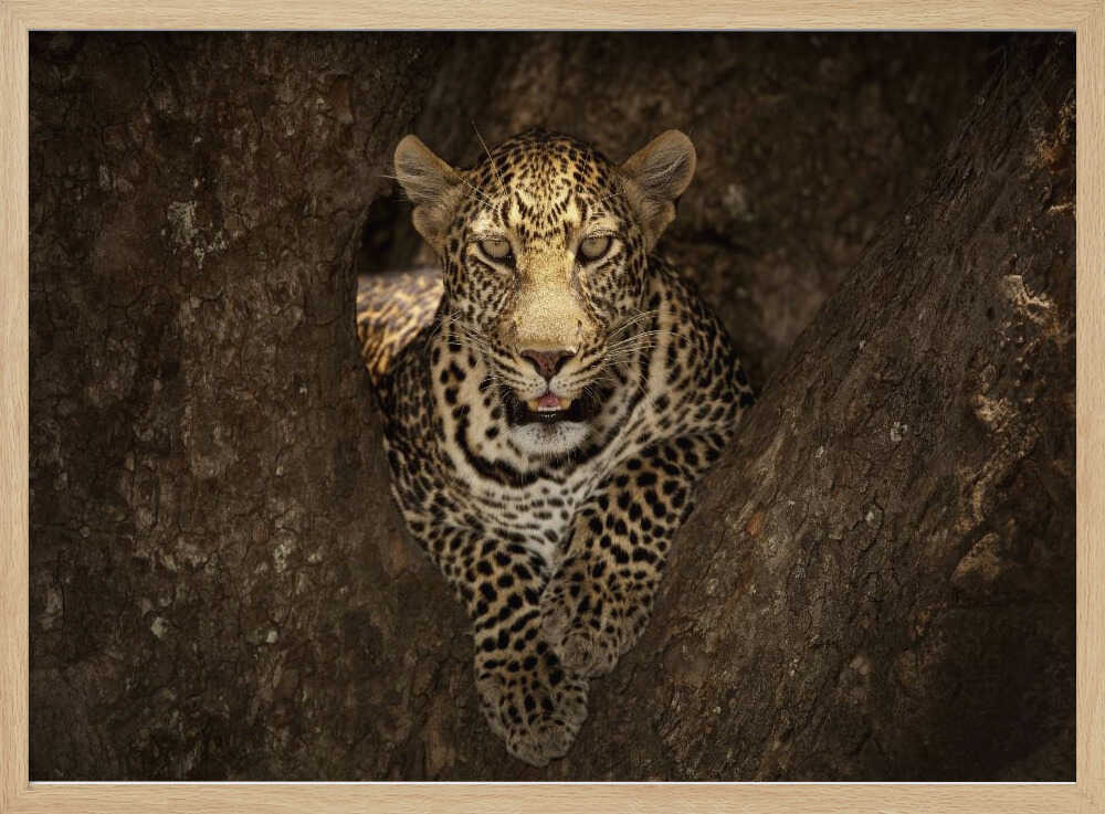 Watchful Leopard In Tree Art Print UK — Portrait Vibrant Wall Art — Living Room — Wall It All Prints