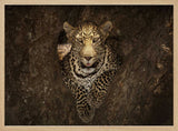 Watchful Leopard In Tree
