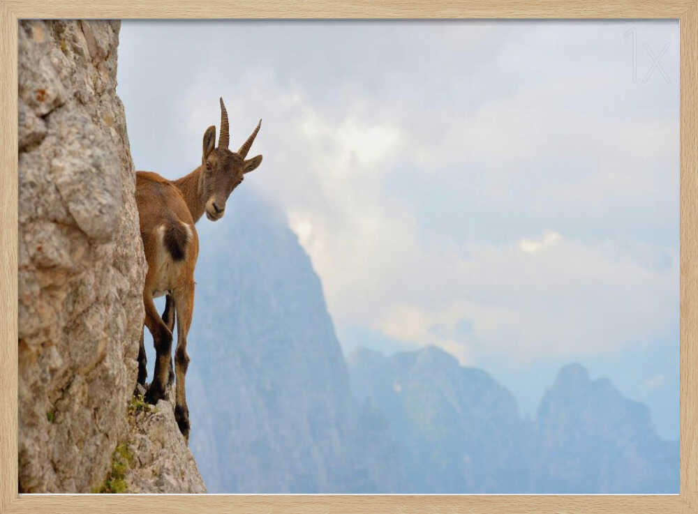 Curious Mountain Goat Art Print UK — Landscape Fresh Wall Art — Living Room — Wall It All Prints