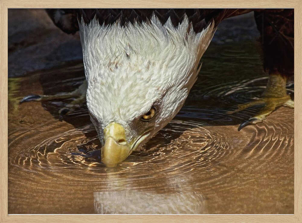 Bald Eagle Drinking Water Art Print UK — Animal Calm Wall Art — Bedroom — Wall It All Prints