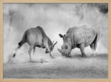 Rhino Eland Showdown