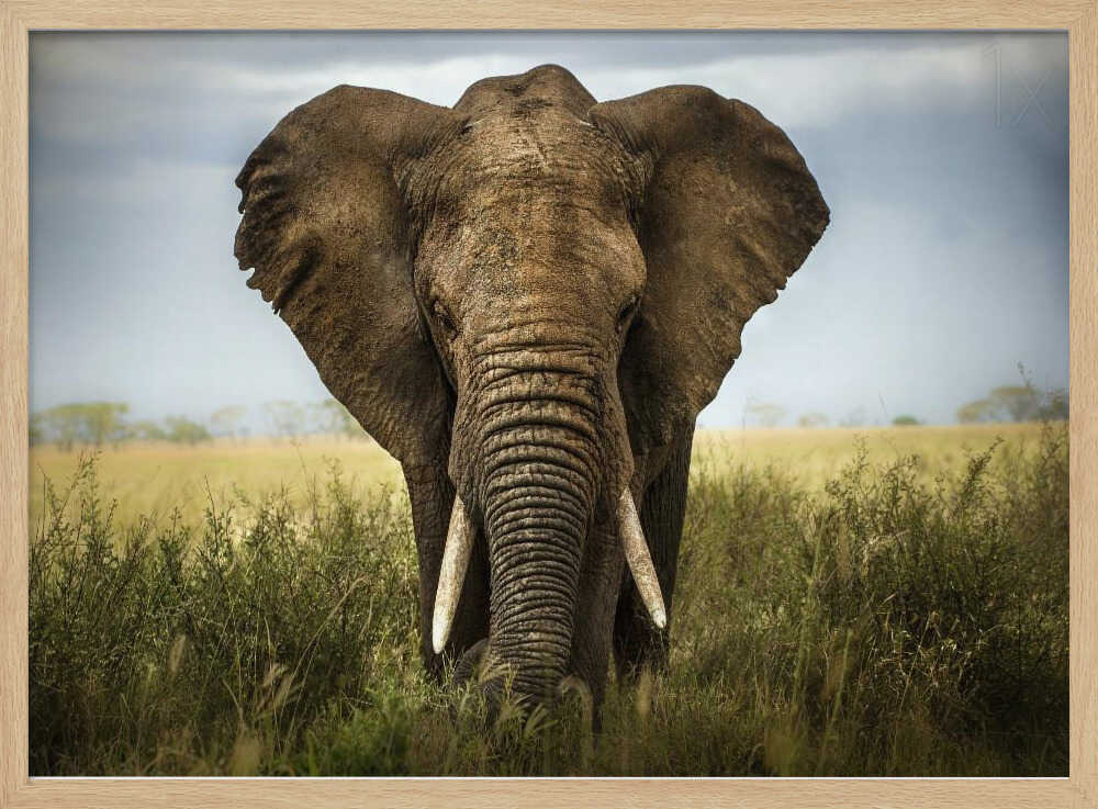 Majestic African Elephant Art Print UK — Dark Moody Fresh Wall Art — Living Room — Wall It All Prints