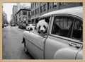 Panda in a Classic Car