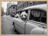 Panda in a Classic Car