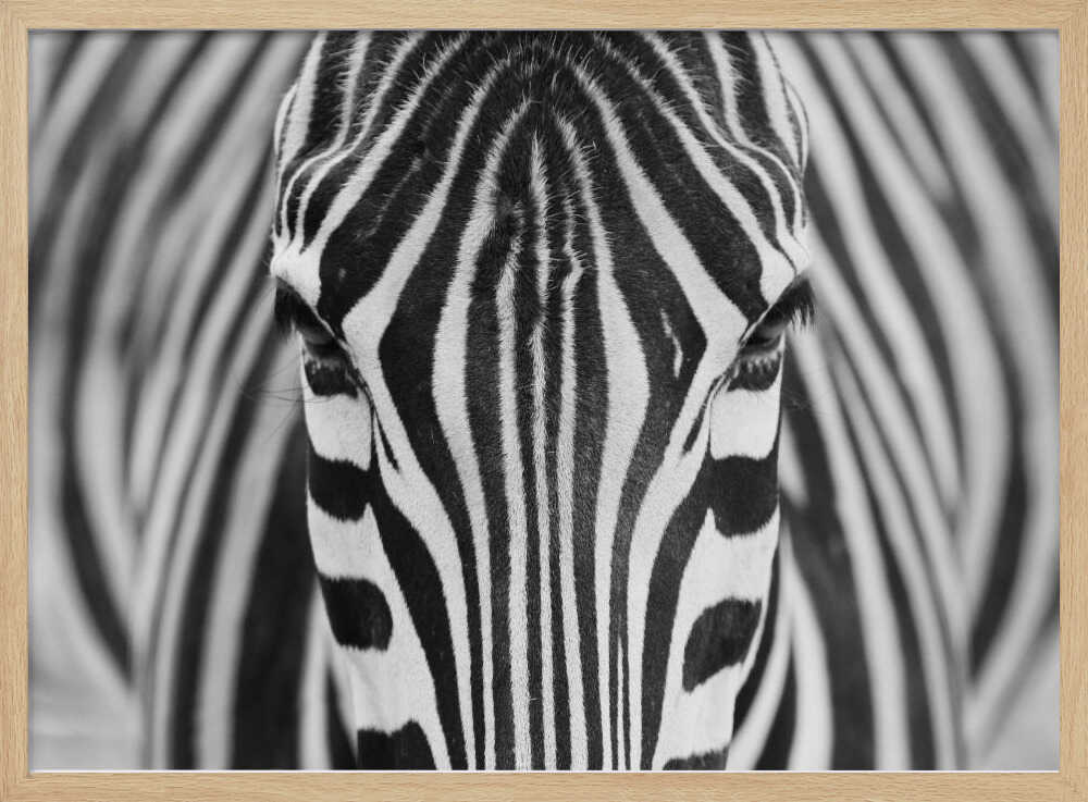 Intense Zebra Eyes Art Print UK — Abstract Vibrant Wall Art — Living Room — Wall It All Prints