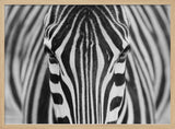 Intense Zebra Eyes