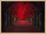 Vibrant Red Tree Pathway