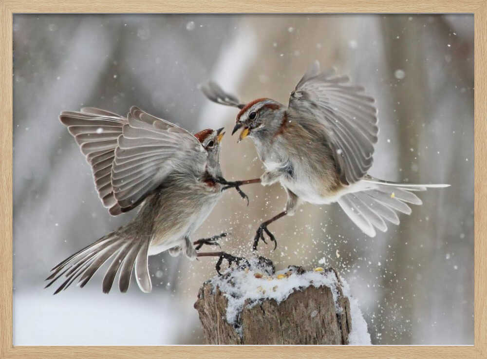 Winter Birds Battle Art Print UK — Animal Vibrant Wall Art — Bathroom — Wall It All Prints