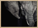 Dark Elephant Portrait