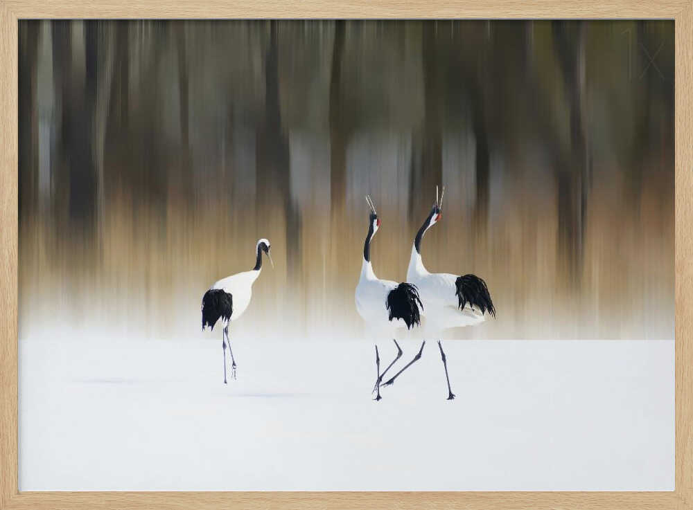 Dancing Winter Cranes Art Print UK — Landscape Calm Wall Art — Living Room — Wall It All Prints