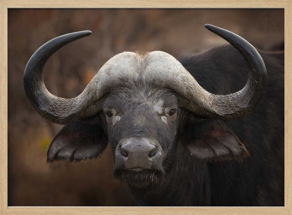 African Buffalo Gaze Art Print UK — Dark Moody Dark Wall Art — Living Room — Wall It All Prints