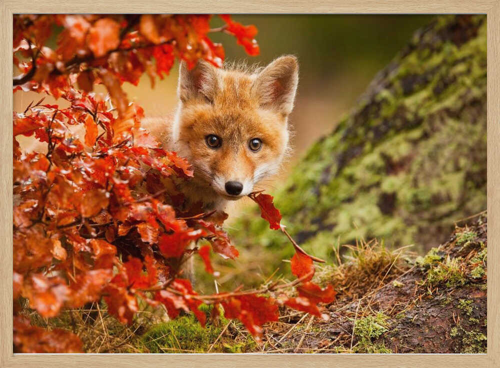 Curious Autumn Fox Cub Art Print UK — Landscape Fresh Wall Art — Nursery — Wall It All Prints