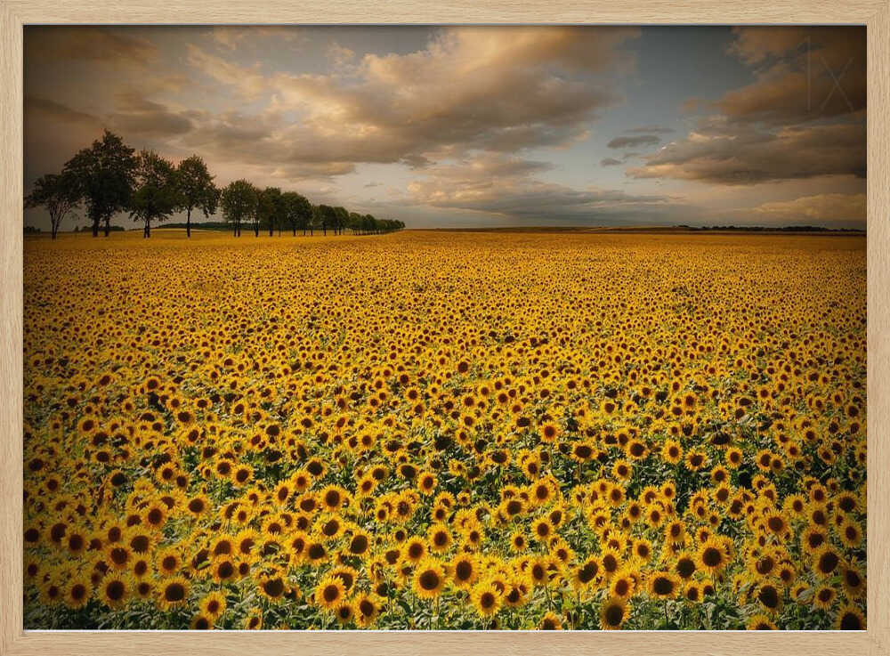 Golden Sunflower Field Art Print UK — Botanical Vibrant Wall Art — Living Room — Wall It All Prints