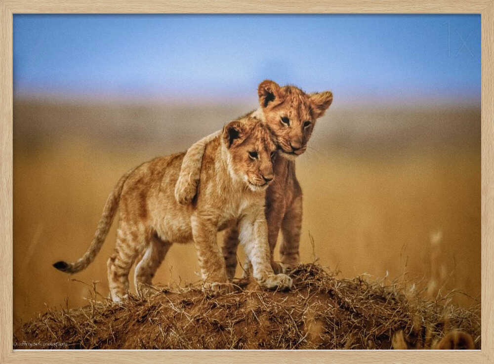 Playful Lion Cubs Art Print UK — Landscape Warm Wall Art — Nursery — Wall It All Prints