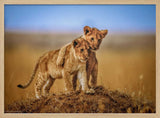 Playful Lion Cubs