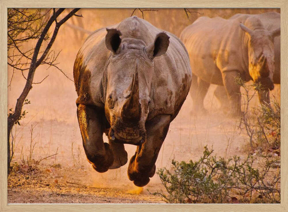 Running African Rhinos Art Print UK — Landscape Warm Wall Art — Living Room — Wall It All Prints