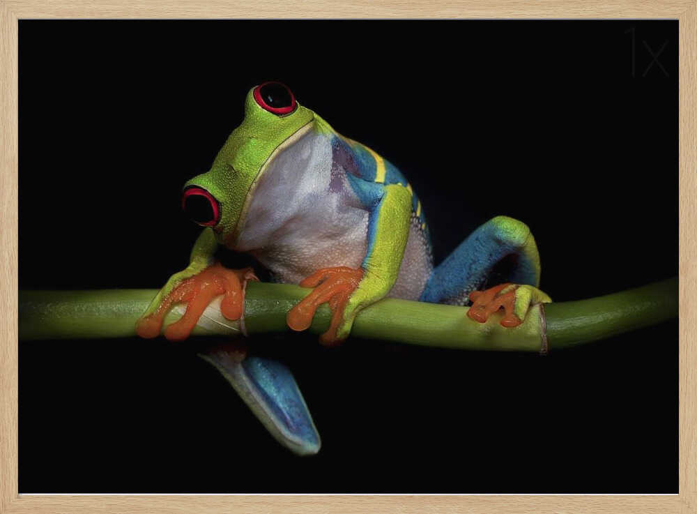 Vibrant Red-Eyed Frog Art Print UK — Animal Vibrant Wall Art — Living Room — Wall It All Prints
