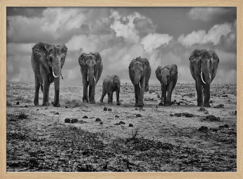 Savannah Elephant March Art Print UK — Animal Dark Wall Art — Nursery — Wall It All Prints