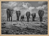 Savannah Elephant March