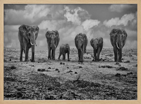 Savannah Elephant March Art Print UK — Animal Dark Wall Art — Nursery — Wall It All Prints