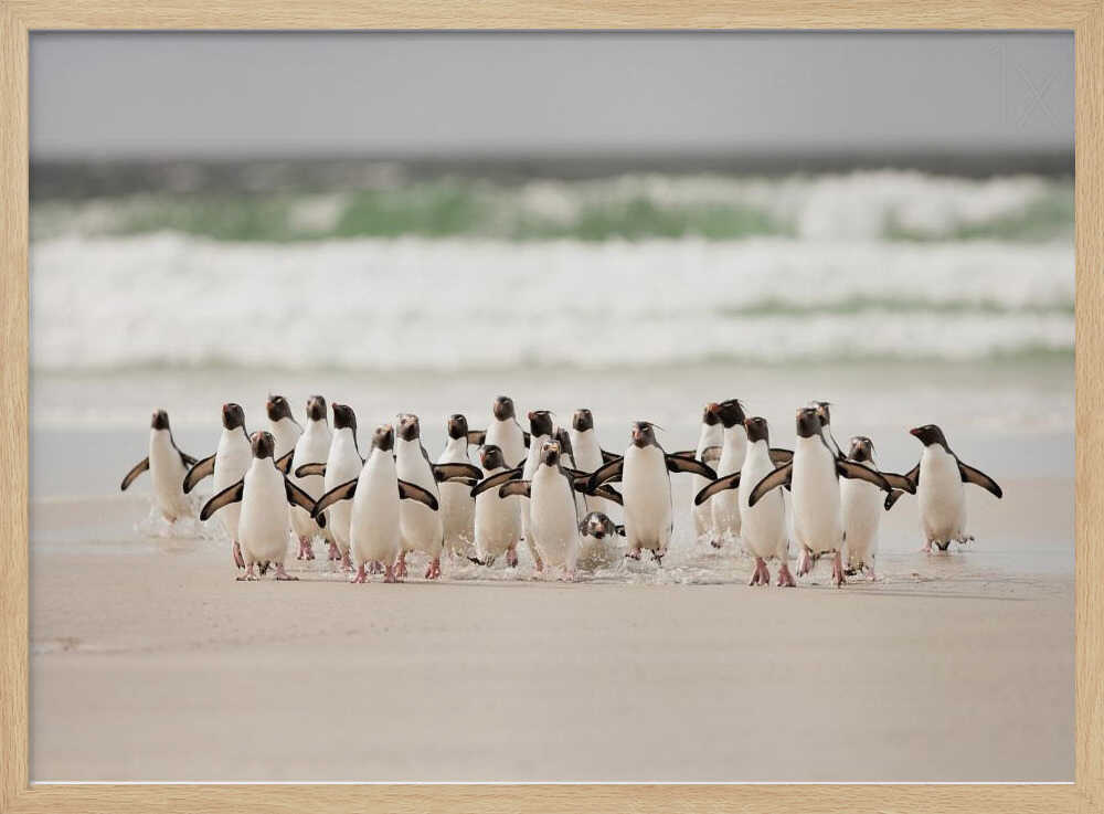 Wild Penguins on Shore Art Print UK — Landscape Vibrant Wall Art — Living Room — Wall It All Prints
