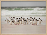 Wild Penguins on Shore