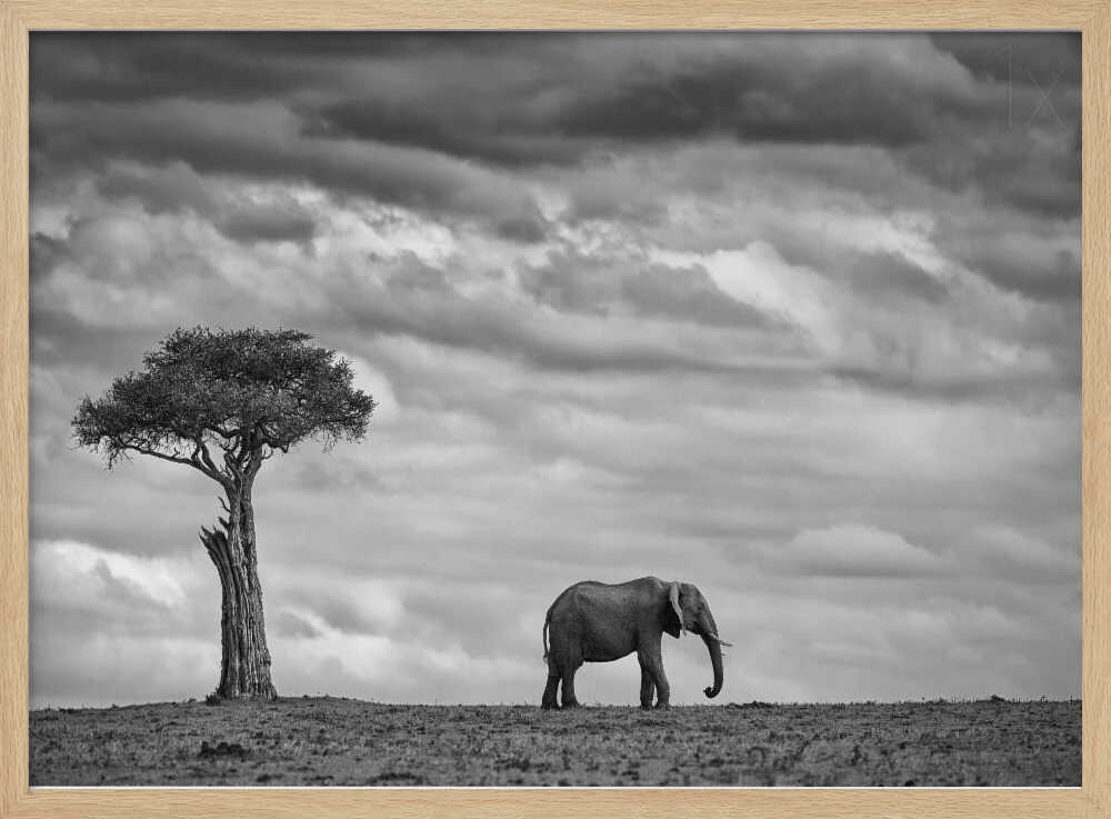 African Elephant Solitude Art Print UK — Dark Moody Calm Wall Art — Living Room — Wall It All Prints