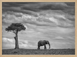 African Elephant Solitude