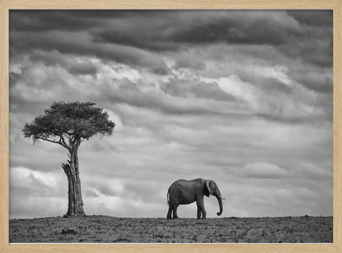 African Elephant Solitude Art Print UK — Botanical Calm Wall Art — Nursery — Wall It All Prints