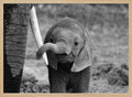 Curious Baby Elephant