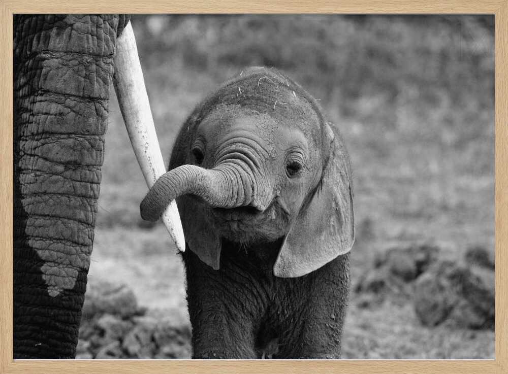 Curious Baby Elephant Art Print UK — Portrait Dark Wall Art — Nursery — Wall It All Prints