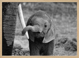 Curious Baby Elephant