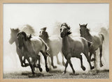 Galloping Wild Horses