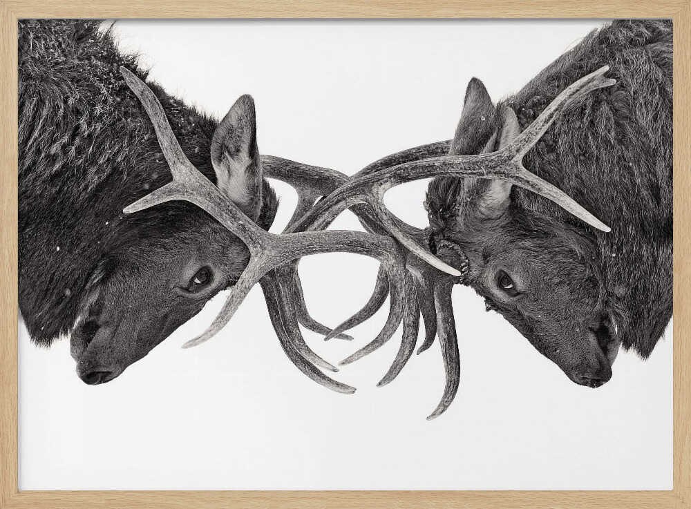 Intense Elk Battle Art Print UK — Dark Moody Dark Wall Art — Living Room — Wall It All Prints