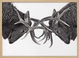 Intense Elk Battle