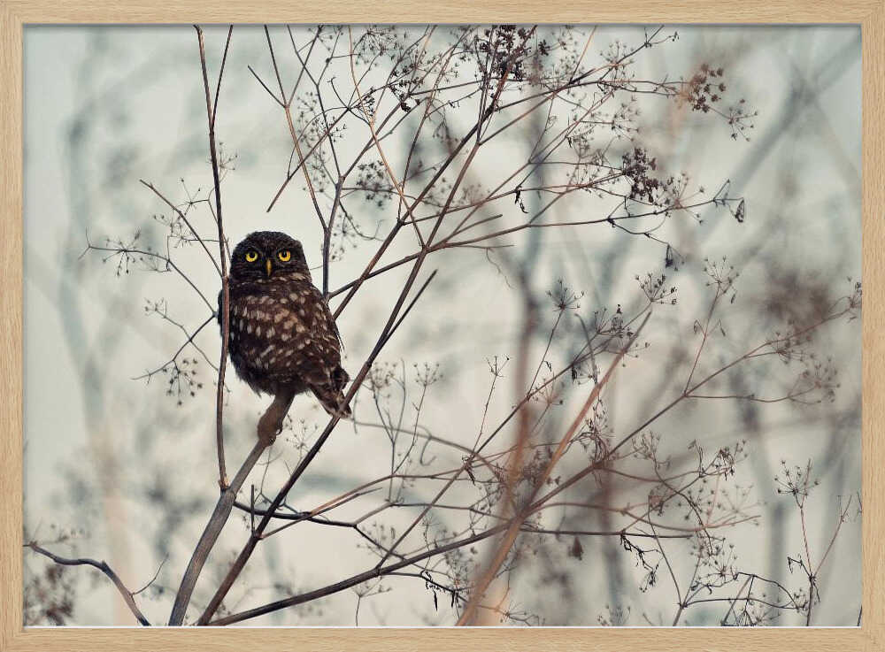 Watchful Little Owl Art Print UK — Portrait Vibrant Wall Art — Bedroom — Wall It All Prints