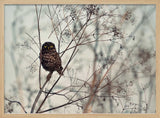 Watchful Little Owl