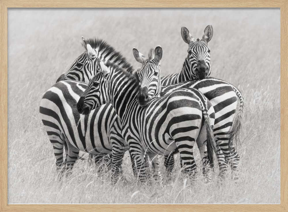 Wild Zebra Herd Art Print UK — Abstract Dark Wall Art — Living Room — Wall It All Prints