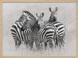 Wild Zebra Herd
