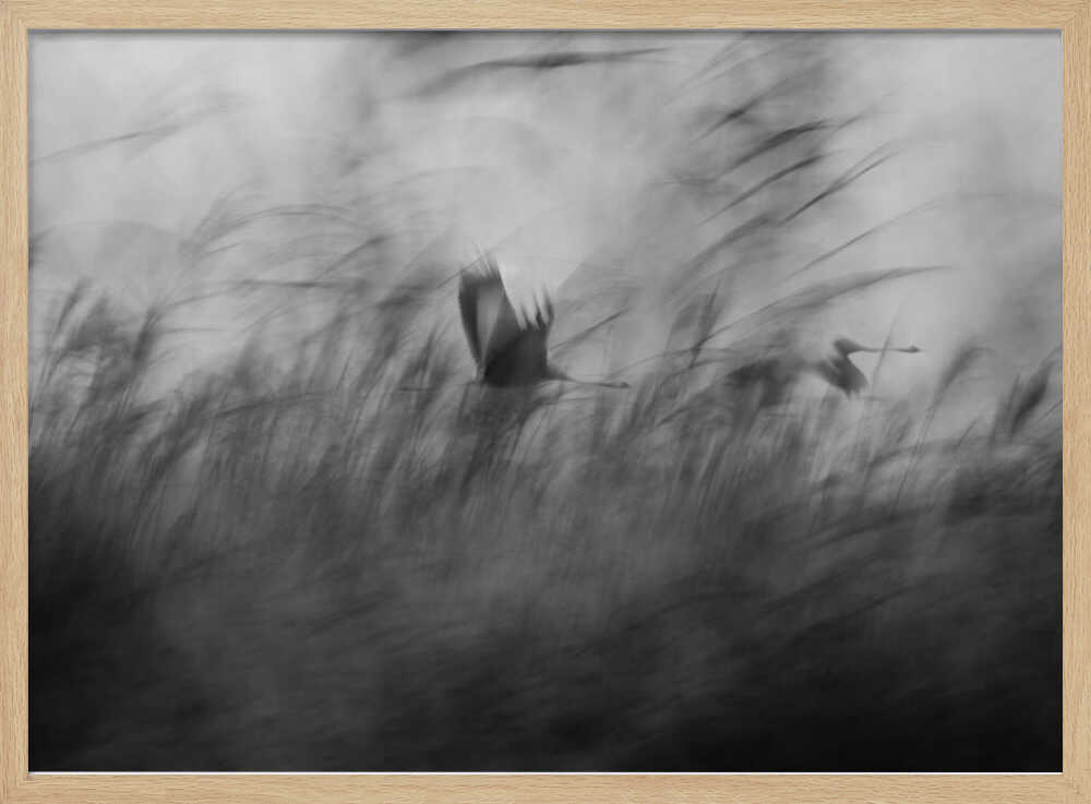 Misty Flight Through Reeds Art Print UK — Abstract Calm Wall Art — Living Room — Wall It All Prints