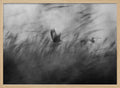Misty Flight Through Reeds