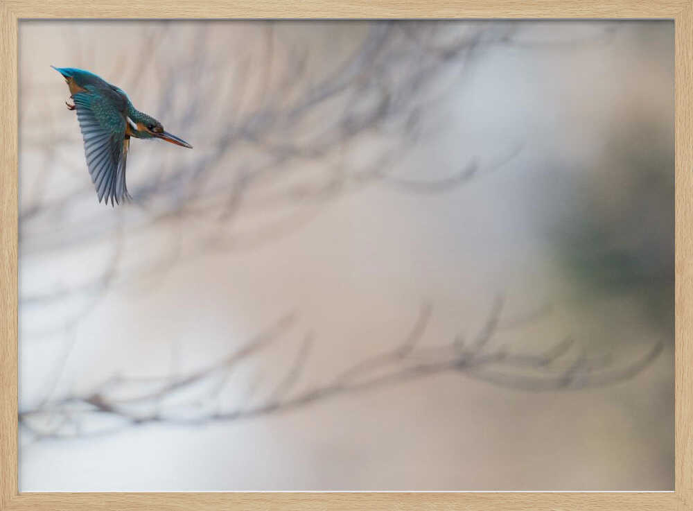 Flying Kingfisher Art Print UK — Animal Vibrant Wall Art — Living Room — Wall It All Prints