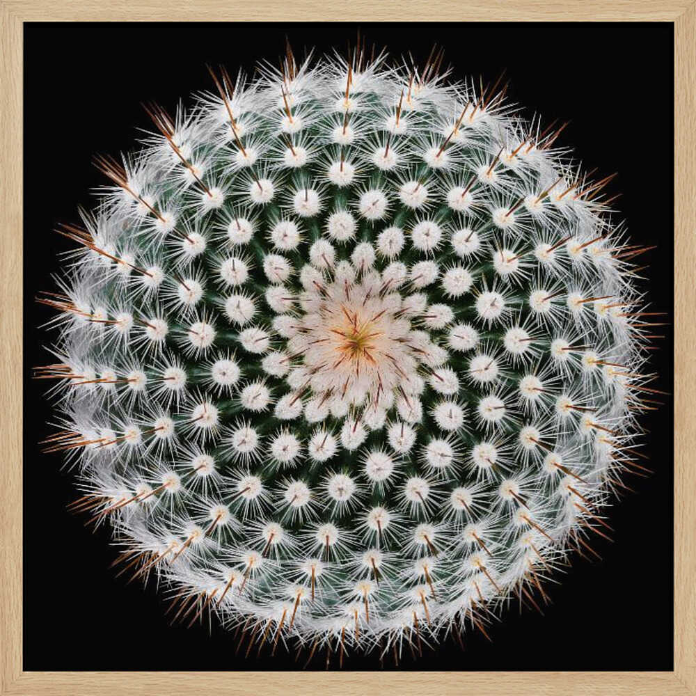 Cactus Spines Geometry Art Print UK — Botanical Vibrant Wall Art — Office — Wall It All Prints