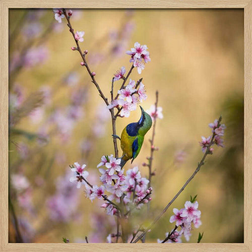 Bird Among Blossoms Art Print UK — Botanical Vibrant Wall Art — Living Room — Wall It All Prints