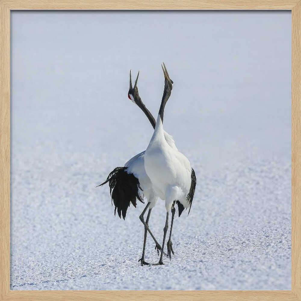 Japanese Cranes Courtship Dance Art Print UK — Japanese Dark Wall Art — Living Room — Wall It All Prints