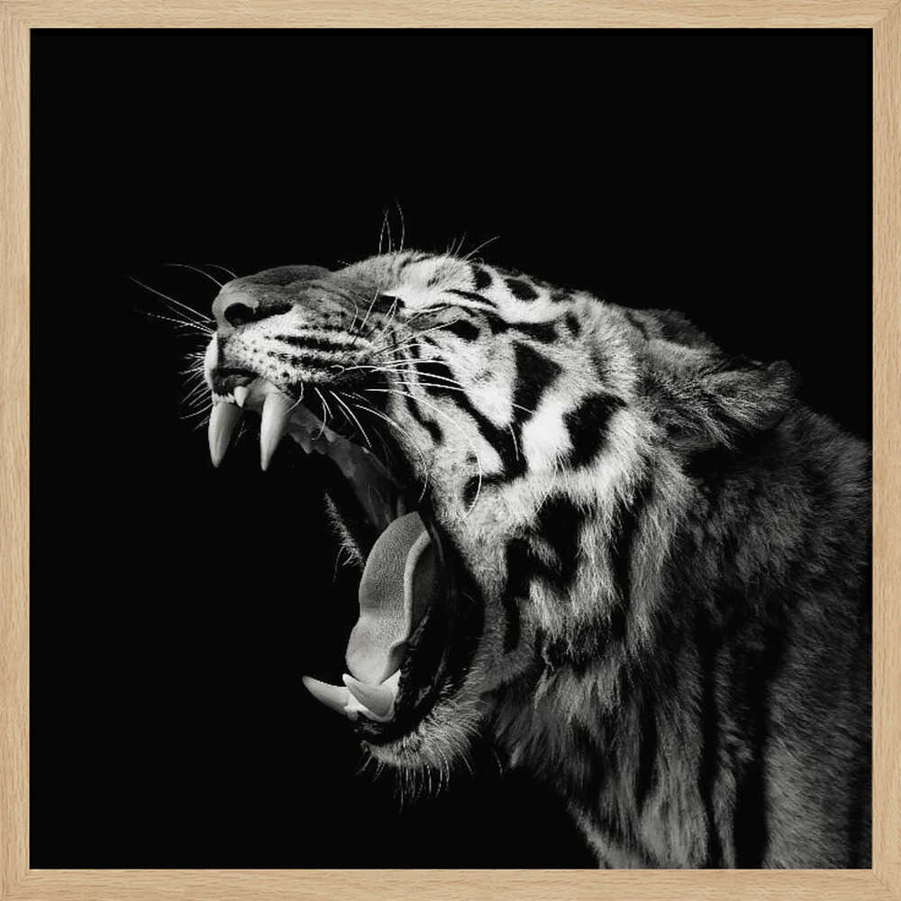 Roaring Tiger Portrait Art Print UK — Dark Moody Dark Wall Art — Living Room — Wall It All Prints