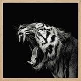 Roaring Tiger Portrait