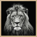 Majestic Lion Portrait