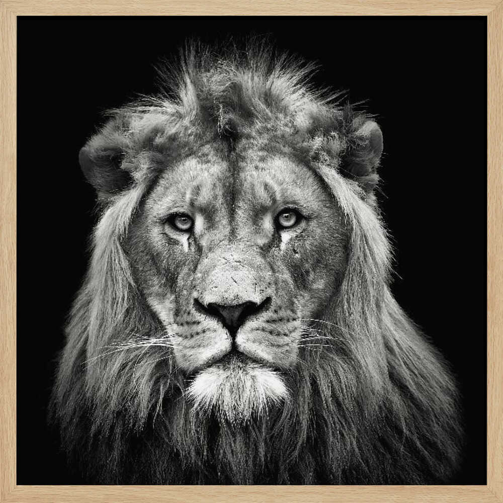 Majestic Lion Portrait Art Print UK — Portrait Dark Wall Art — Living Room — Wall It All Prints