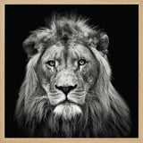 Majestic Lion Portrait